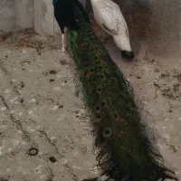 طاووس