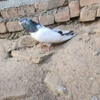 ماده درشت