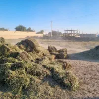 کاه یونجه خالص بدون علف