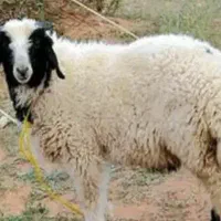 گوسفند زنده پروار جهت قربانی