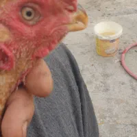 لاری هندی
