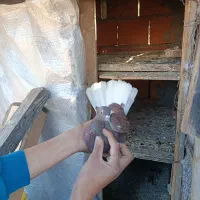 کفتر پرشی|پرنده|ساری, |دیوار