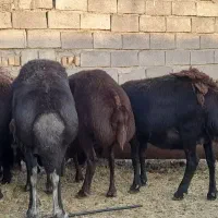 ۲۰میش قزل افشار لخت شیره دار چاق جفتی ۸۶اسفدن