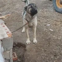 واگذاری توله ماده سرابی