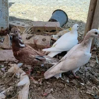 جوجه کبوتر