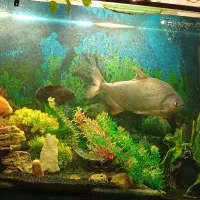 ماهی آکواریم