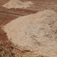 کاه گندم آبی