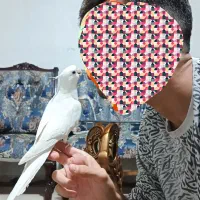 عروس هلندی نر البینو