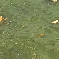 بچه ماهی کپور
