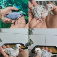 جوجه سرلاکی برزیلی و عروس هلندی