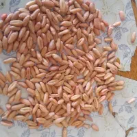 گندم دیم سم زده حراج