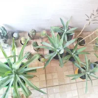 گل وگیاه
