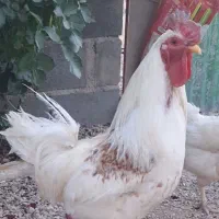 خروس