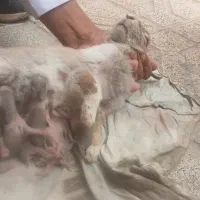 خرگوش باهوش