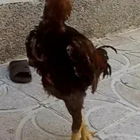خروس لاری اصیل
