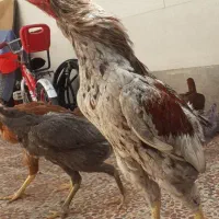 حیوانات تخم مرغ