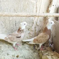 کفتر رنگی و پرشی و زینتی همه رقم