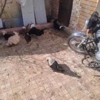 ۵ عدد مرغ۳خروس زیبا