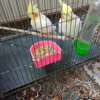 عروس.هلندی جفت بشرط