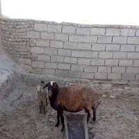 میش داشتی  ششتمد جاده بردسکن