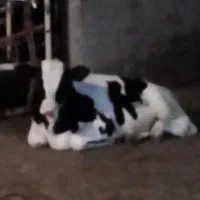 نر شیر مس فوق اعلا