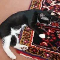 گربه|گربه|سراب, |دیوار