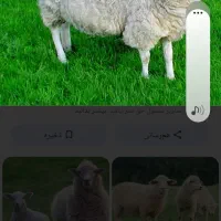 قصابی گوسفند عید قربان