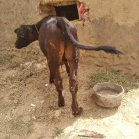 گوساله نر شاروله