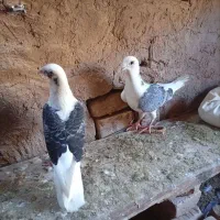 کفتر|پرنده|تربت جام, بوستان وحدت|دیوار