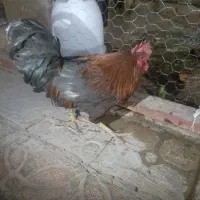 خروس محلی