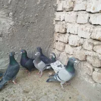 کبوتر پلاکی زاجر