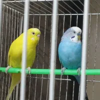 مرغ عشق جفت