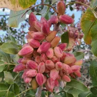 کود اوره