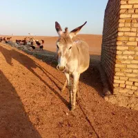 با سلام. یک عدد الاغ ماده جوان و سرحال گله ای