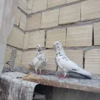 جفت پرشی