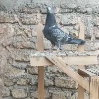 کبوتر