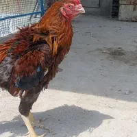خروس لاری اصیل با پدر و مادر