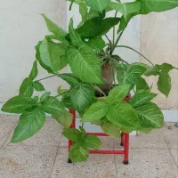 گل سینگونیوم