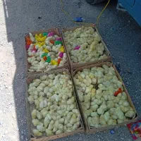 جوجه  درجه یک ارسال به سراسر ایران