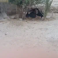 تعداد ۱۵ عدد جوجه محلی