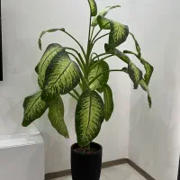 گل دیفن‌باخیا
