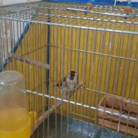 فروش سهره