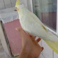عروس هلندی