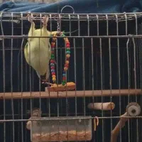 طوطی ملنگو نر بازیگوش. عروس هلندی نر آواز خوان