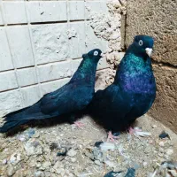 کبوتر جفت سیاه آبادانی