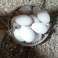 تخم قوغاز