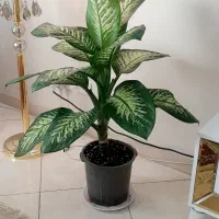 گیاه دیفن باخیا پر برگ