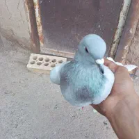 کفتر کبوتر