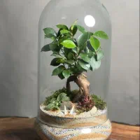تراریوم بونسای جنسینگ