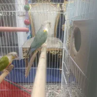 یک عدد طوطی گرینچیک